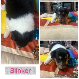 Blinker - Black white and tan female Collie puppy in Saginaw, Michigan from DJ Critter Cove