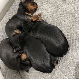 Yorkshire Terrier Puppies from Suttons Yorkies