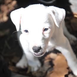 Pearl - Tan and white female Jack Russell Terrier puppy in Parks, Arkansas from Ethical Jacks
