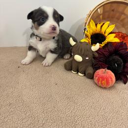Poison ivy - Blue female Pembroke Welsh Corgi puppy in Millsap, Texas from Punchy Pembroke Ranch