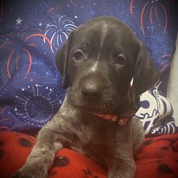 Pup 5 Red- available - Liver roan male German Shorthaired Pointer puppy in Hardeman County, Tennessee from Howell Farm GSP