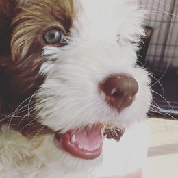 Australian Labradoodles and Goldendoodles from Happy Doodles Town