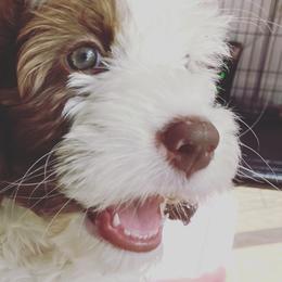 Australian Labradoodles and Goldendoodles from Happy Doodles Town