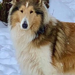 Collies from Judith Gilland