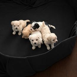 Maltipoo Puppies from Tiffany Akins
