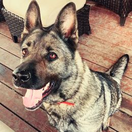 German Shepherds from P9:13 Dog Kennel