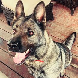 German Shepherds from P9:13 Dog Kennel