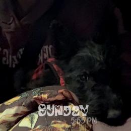 Edith - Black female Scottish Terrier puppy in Mancelona, Michigan from Stefany Farm of Happiness
