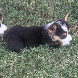Boy 3 - Black and tan male Pembroke Welsh Corgi puppy in Honey Grove, Texas from JK Ranch Corgis