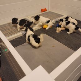 Biewer Terrier Puppies from ORBiT Ohio River Biewer Terriers