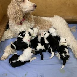 Cockapoo and Goldendoodle Puppies from Diva’s Darling Doodles