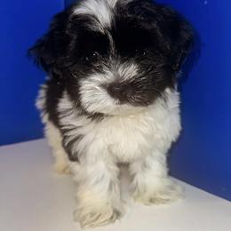 Shihpoo Puppies from Dws_kennelservices