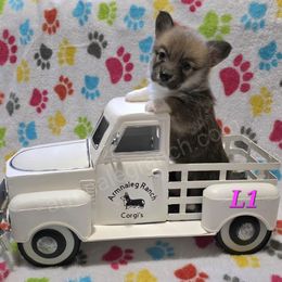 Pembroke Welsh Corgi puppies from ArmnalegRanch