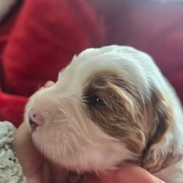 Snowflake - White female Cavapoo puppy in Knoxville, Tennessee from Shannan's Cavapoos