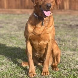 Brandy - Labrador Retriever