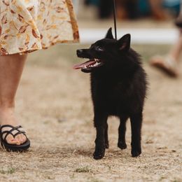 Schipperkes from Curtin Creek Schipperkes