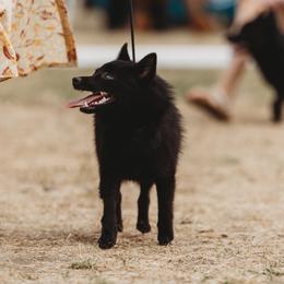 Schipperkes from Curtin Creek Schipperkes
