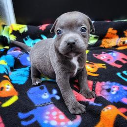 Surprise - Blue female Staffordshire Bull Terrier puppy in Dallas, Texas from Wild Blue Staffords