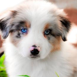 Pecan - Blue merle female Australian Shepherd puppy in Belton, Texas from Brilliant Beautiful Australian Shepherds