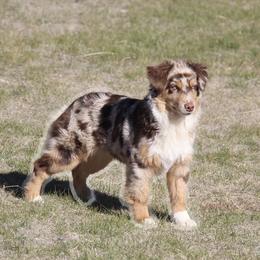 Wrapper - Miniature American Shepherd