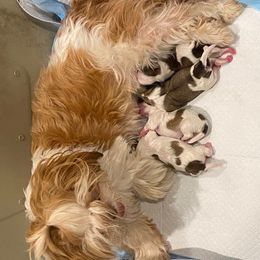 Shih Tzu Puppies from Anthony's Babies Shih Tzu's