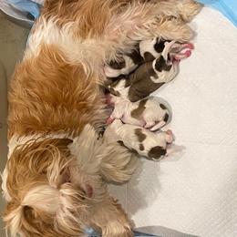 Shih Tzu Puppies from Anthony's Babies Shih Tzu's