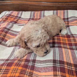 Teddy - Apricot male Goldendoodle puppy in Portage, Michigan from Country Lane Goldendoodles