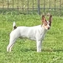 Thor - Rat Terrier