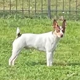 Thor - Rat Terrier