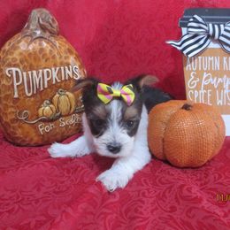 Yorkshire Terrier Puppies from Grandma's Yorkie Cottage