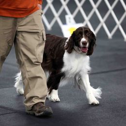 English Springer Spaniel, Field Spaniel, and Labrador Retriever All Grown Up from Three Doves