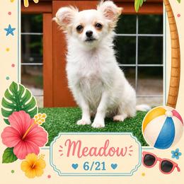 Meadow - Cream and white female Chihuahua puppy in Demorest, Georgia from Sourpatch Chihuahuas