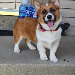 Lark - Sable female Pembroke Welsh Corgi puppy in Pine Village, Indiana from NL Horsemanship