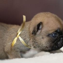 Gold Collar - Fawn and white female French Bulldog puppy in Wichita, Kansas from Phantasticus French Bulldogs