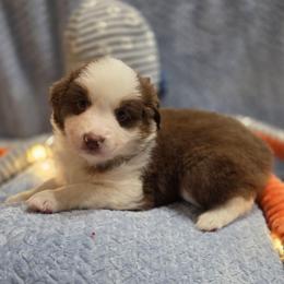 Yellow Collar - Red tri-color female Miniature American Shepherd puppy in Statesboro, Georgia from Azure Miniature American Shepherds
