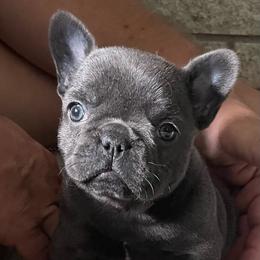 Coral - Blue female French Bulldog puppy in Santa Rosa County, Florida from Florida Frenchies By the Sea, LLC