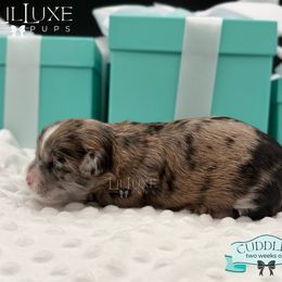 Morkie and Shorkie Puppies from Lil Luxe Pups