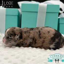 Morkie and Shorkie Puppies from Lil Luxe Pups