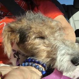 Wire Fox Terrier Puppies from Lyndon Meadow Farm