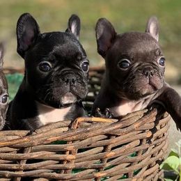 French Bulldogs from Nor Cal Fuego Frenchies