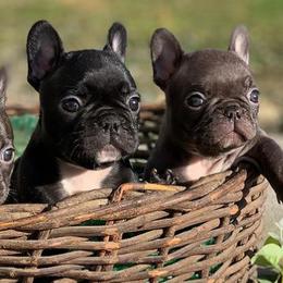 French Bulldogs from Nor Cal Fuego Frenchies