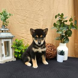 Susie - Black and tan female Shiba Inu puppy in Illinois from Precious-Puppies