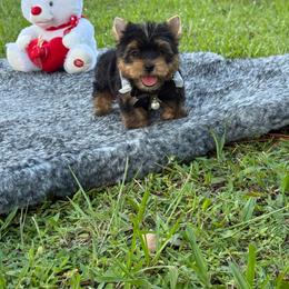 Versace - Black and tan male Yorkshire Terrier puppy in Florida from Puppies Forever 💙❤️🐶
