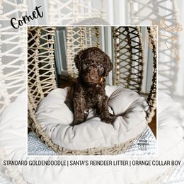 Comet - Chocolate male Goldendoodle puppy in Montgomery, Texas from Dacus Doodles