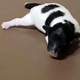 Boy 2 - Poodle puppy in Butler County, Missouri from Paws4PetsMO