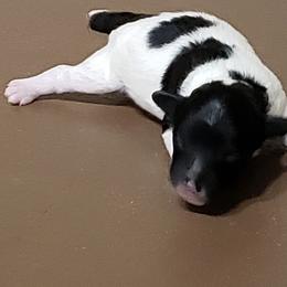 Boy 2 - Poodle puppy in Butler County, Missouri from Paws4PetsMO