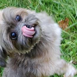 Bella - Lhasa Apso