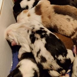 American Corgis and Pembroke Welsh Corgis from Heckman Corgis
