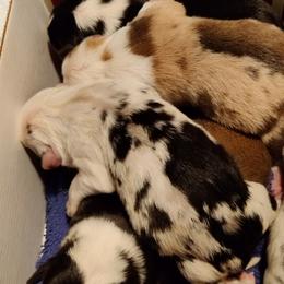 American Corgis and Pembroke Welsh Corgis from Heckman Corgis
