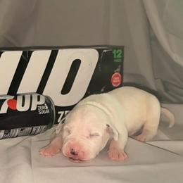 7-up - White and black male Dalmatian puppy in Des Moines, Iowa from Spot Splattered Dalmatians